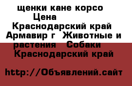 щенки кане корсо › Цена ­ 15 000 - Краснодарский край, Армавир г. Животные и растения » Собаки   . Краснодарский край